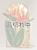 【Bath&BodyWorks】Wallflowers本体：バードオブパラダイスナイトライト